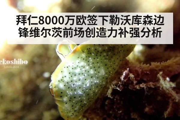 拜仁8000万欧签下勒沃库森边锋维尔茨前场创造力补强分析